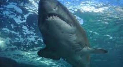 Mujer de 64 años es atacada por un tiburón mientras nadaba en las playas Florida