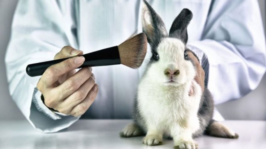 Aprueban ley que prohíbe el uso de animales para experimentar con productos cosméticos