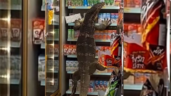 ¿'Godzilla'? Captan en VIDEO a un lagarto gigante en un 7-Eleven de la India