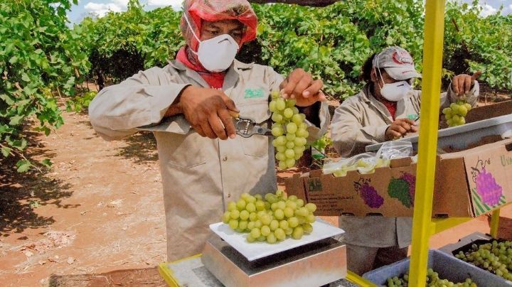 Productores de Sonora estima exportar 21.5 millones de cajas de uvas