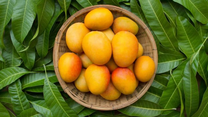 ¡No las ignores! Descubre los beneficios de las hojas del delicioso mango