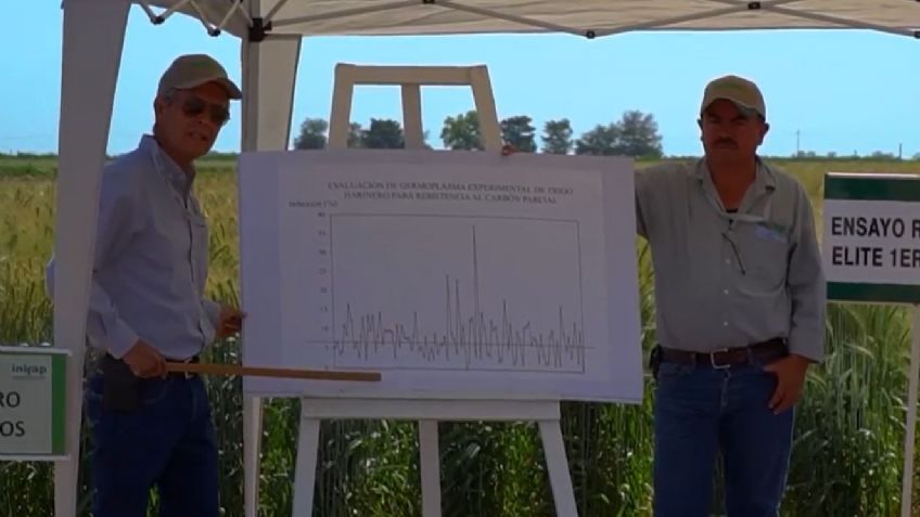 Mejoramiento genético del trigo, indispensable para el campo