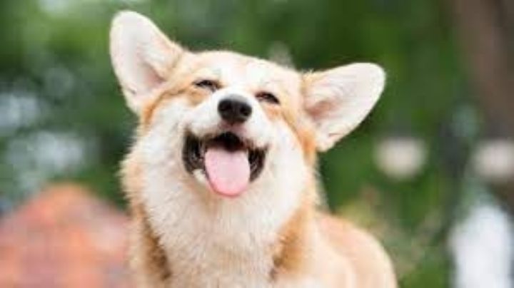 VIDEO: Perrito se salva de morir ahogado gracias a la heroica acción de un policía