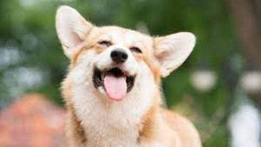 VIDEO: Perrito se salva de morir ahogado gracias a la heroica acción de un policía