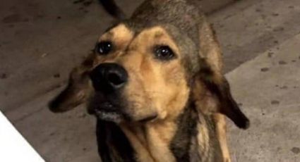 Dan libertad condicional a José 'N', el asesino del perro 'Rodolfo Corazón' en Sinaloa