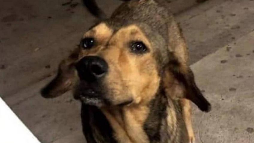 Dan libertad condicional a José 'N', el asesino del perro 'Rodolfo Corazón' en Sinaloa