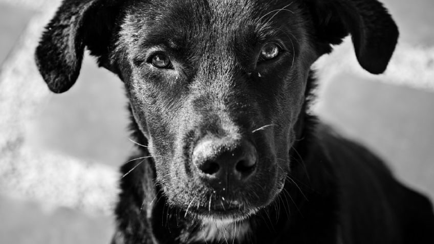 Policía ayuda a un perro callejero; la FOTO roba el corazón de los usuarios en Twitter