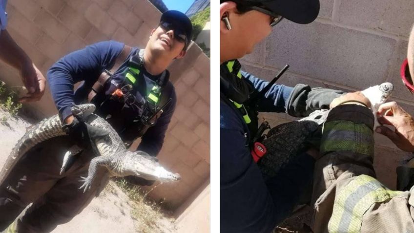 Cocodrilo siembra el terror en calles de Hermosillo; rescatistas de Bomberos logran capturarlo