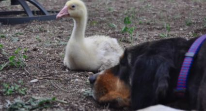 Madre de otra especie: 'Perrita' adopta un pato y lo trata como si fuera su cachorro