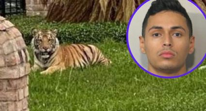 ¡Cuidado! Tigre a la fuga aterroriza a vecinos de Houston; su dueño ya fue arrestado
