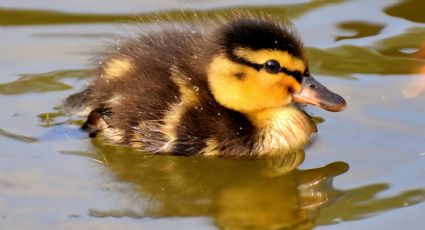 VIDEO: Unos policías ayudaron a una familia de patos bebé a reunirse con su madre