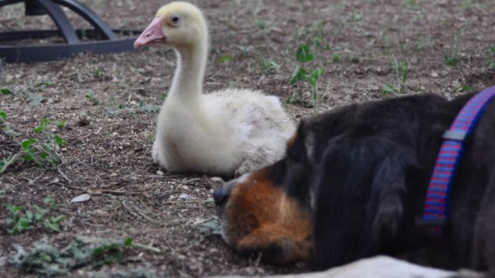 Madre de otra especie: 'Perrita' adopta un pato y lo trata como si fuera su cachorro