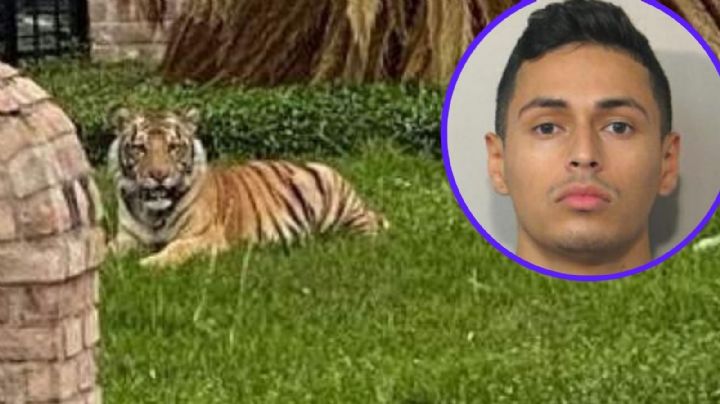 ¡Cuidado! Tigre a la fuga aterroriza a vecinos de Houston; su dueño ya fue arrestado
