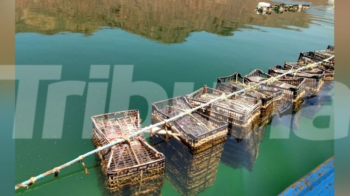 Guaymas: Contaminación en Bahía provoca pérdidas millonarias en cultivo de ostión
