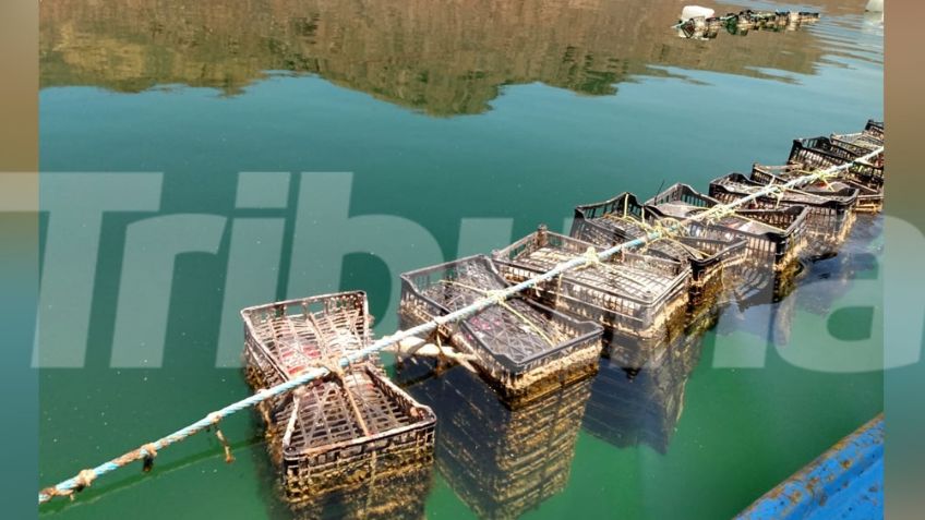 Guaymas: Contaminación en Bahía provoca pérdidas millonarias en cultivo de ostión