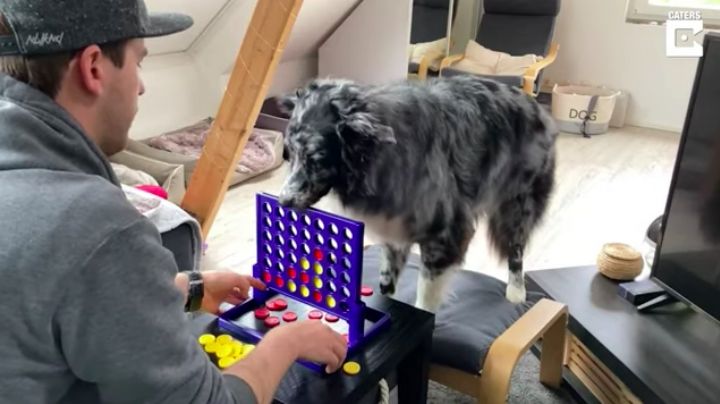 (VIDEO) ¡Qué destreza! Este 'perrito' cautiva las redes al jugar Jenga con su dueño