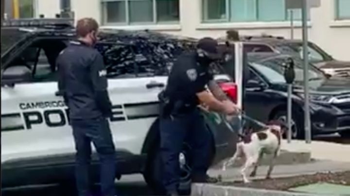 ¡Heroico! Reportera detiene en vivo a un ladrón de mascotas mientras cubría el caso