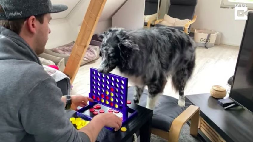 (VIDEO) ¡Qué destreza! Este 'perrito' cautiva las redes al jugar Jenga con su dueño