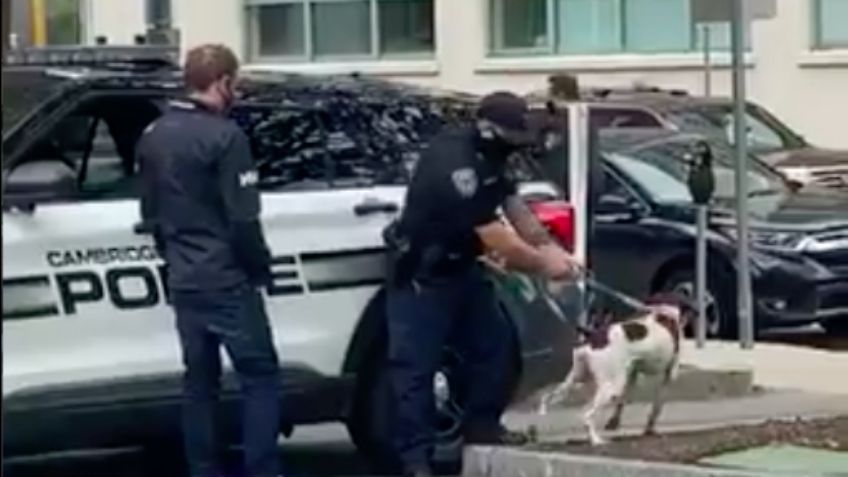 ¡Heroico! Reportera detiene en vivo a un ladrón de mascotas mientras cubría el caso