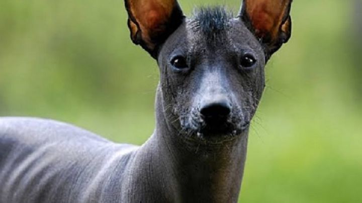 ¿Adoptarás a un perro? Ponle el nombre una poderosa criatura de la mitología mexicana