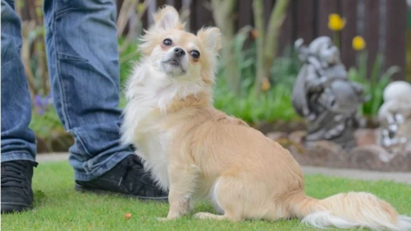 ¡Insólito! Perro chihuahua podría ser condenado a pena de muerte; juicio continúa