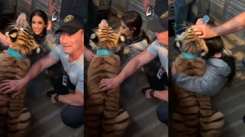 Termina la angustia: Capturan a tigresa de bengala que escapó en las calles de Houston