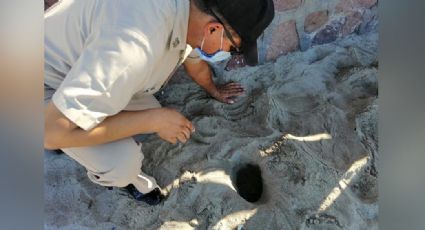 Presencia de plásticos en el mar de Guaymas afecta desarrollo de tortugas