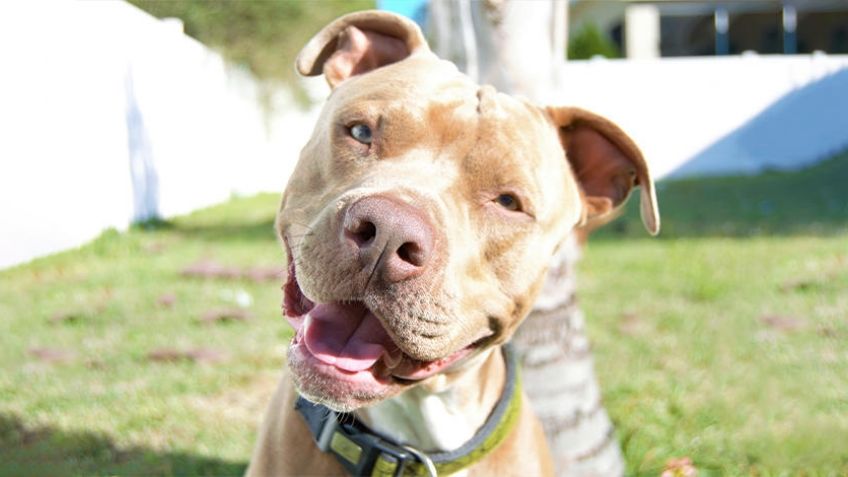 ¡Ternura! 'Perrito' desata a un pitbull que estaba amarrado; VIDEO se hace viral