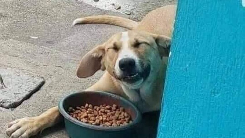 ¿Lo sabías? Por esta razón los perros son frecuentemente llamados 'lomitos'