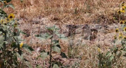 Cajeme: Guerreras Buscadoras encuentran restos humanos entre girasoles
