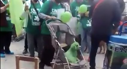 VIDEO: ¡Indignante! Pintan de verde a un perro para acto de campaña electoral en Puebla