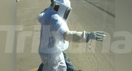 Retiro de panales de abejas: Un tema en rezago por las autoridades en Guaymas