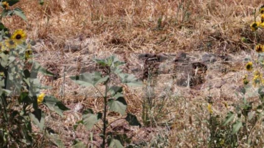 Cajeme: Guerreras Buscadoras encuentran restos humanos entre girasoles