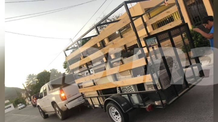 Inicia la jornada de esterilización animal gratuita en el puerto de Guaymas