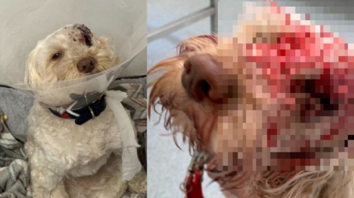 ¡Sobrevive de milagro! El perrito 'Waffle' pierde un ojo tras recibir un disparo en la cara