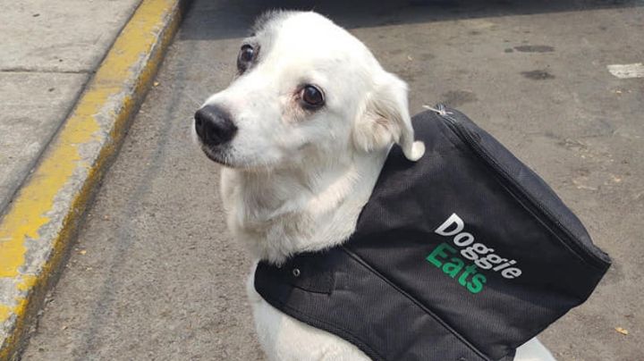 Trabajo con causa: 'Perrita' reparte comida y con lo que gana ayuda a un refugio animal