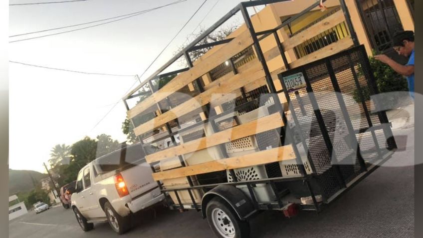 Inicia la jornada de esterilización animal gratuita en el puerto de Guaymas