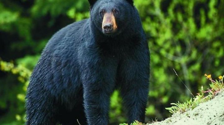 Brutal ataque: Osos devoran a una mujer que paseaba a sus perros en una zona boscosa