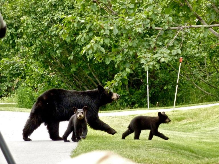 Osos negros devoran a una mujer en Durango, Colorado