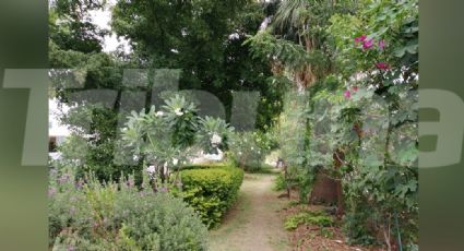 Familia Martínez crea el Bulevar de la Alegría en Hermosillo con gran variedad de plantas