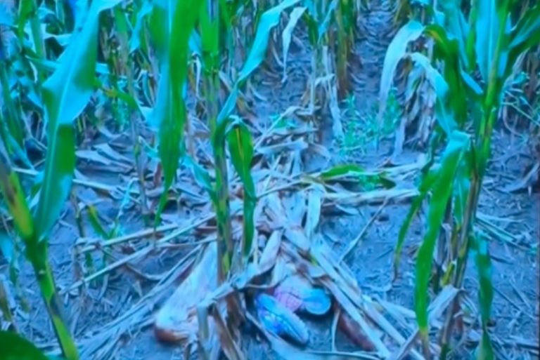 Revelan impactantes fotos del cadáver de Mollie Tibbetts