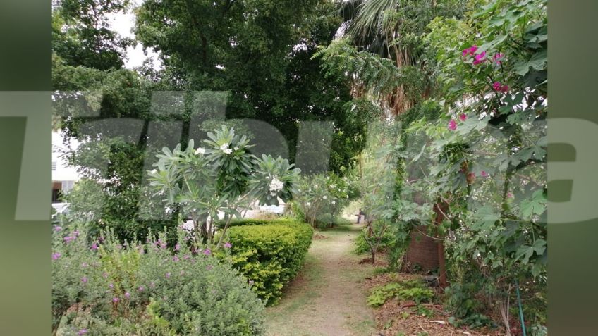 Familia Martínez crea el Bulevar de la Alegría en Hermosillo con gran variedad de plantas