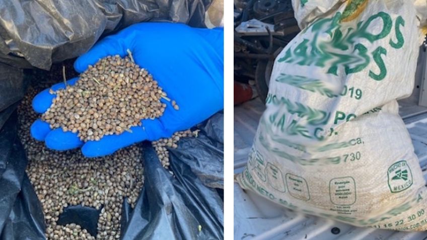 Autoridades Incautan motocicleta y cargamento de semillas de marihuana en Nogales