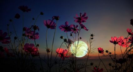 De película: Estos son los posibles efectos de la Superluna de flores sobre la Tierra