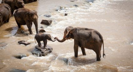 Bebé elefante se queda atrapado en un depósito; el VIDEO de su rescate se hace viral