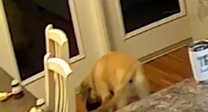 Sorpresa no tan agradable: Perro ve su propio reflejo y se asusta; VIDEO se hace viral