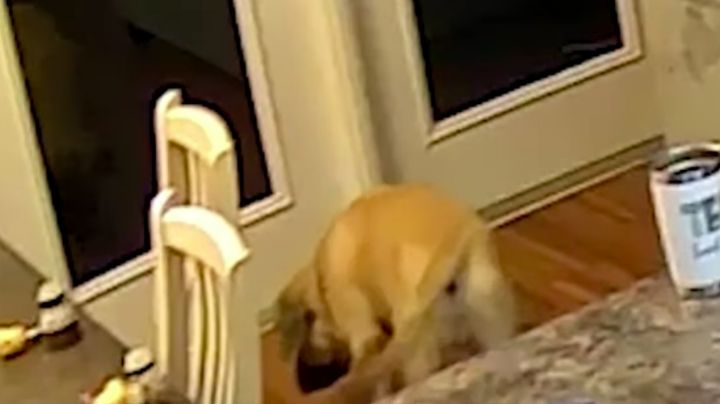 Sorpresa no tan agradable: Perro ve su propio reflejo y se asusta; VIDEO se hace viral