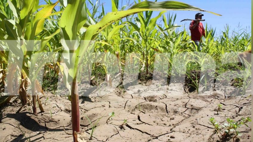 Agricultores de Guaymas y Empalme esperan que existan lluvias en el próximo ciclo tras grave sequía
