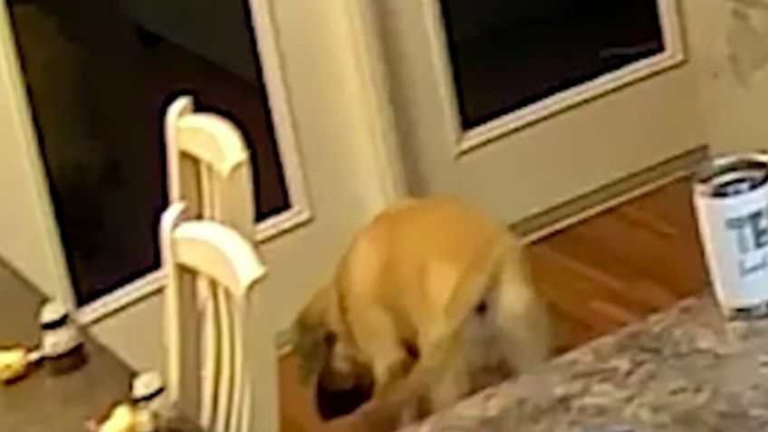 Sorpresa no tan agradable: Perro ve su propio reflejo y se asusta; VIDEO se hace viral