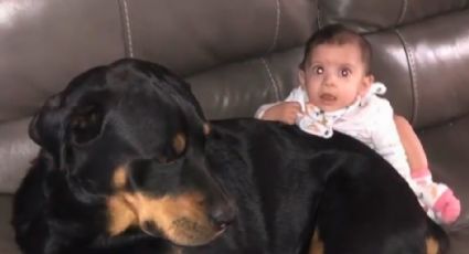 Perros rottweiler matan a un bebé de 10 meses de edad; su papá lo dejó solo unos minutos